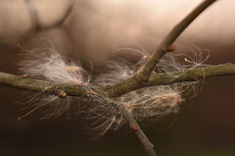 Macro of downy seeds caught on a branch in warm evening light