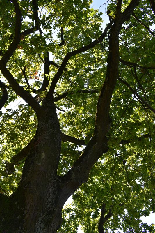 Looking up through the branches and leaves of a large oak