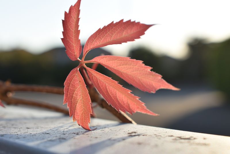 Red Virginia creeper leaves catching low golden sunlight on a wall