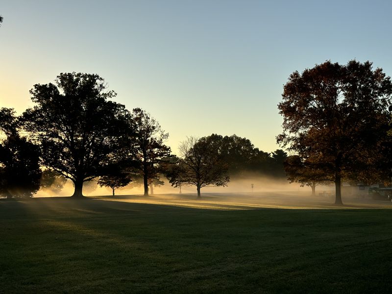 Morning fog drifting between trees at sunrise
