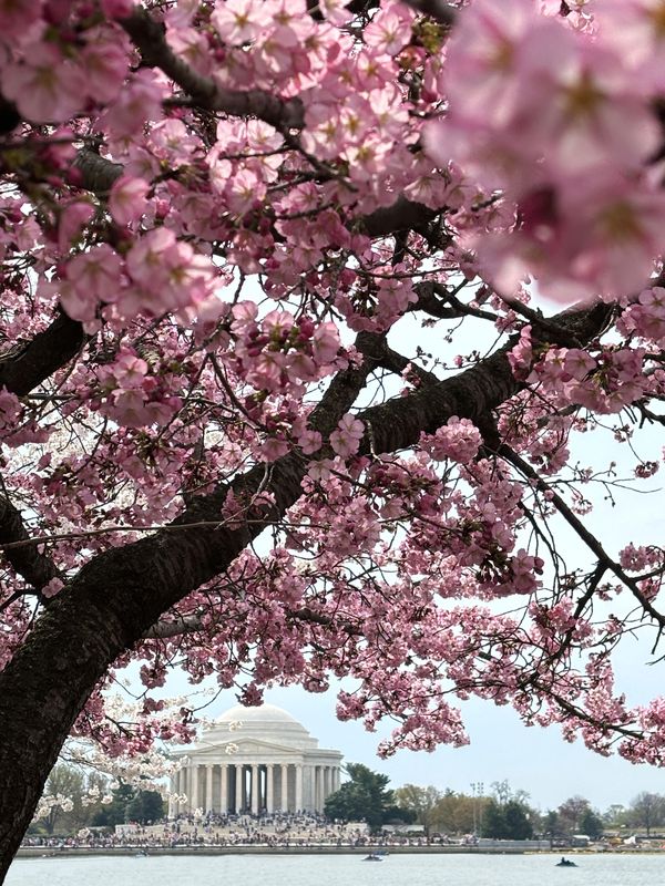 Cherry blossoms framing the Jefferson Memorial across the Tidal Basin
